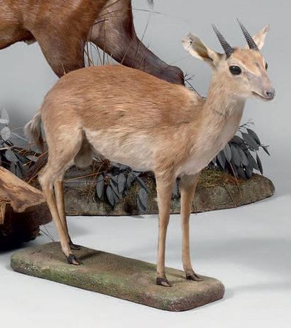 null Suni (Nesotragus moschatus) Antilope très petite et élancée d'un poids moyen...