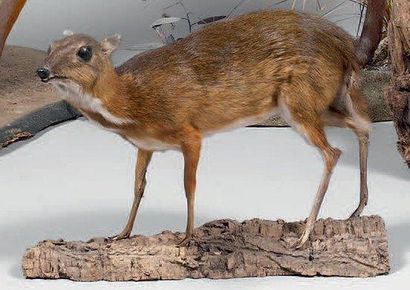 null Antilope royale (Neotragus pygmaeus) Très petite antilope atteignant rarement...