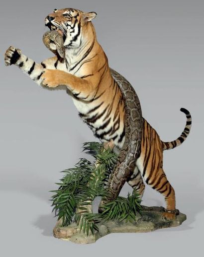 null Tigre (Panthera tigris) Il s'agit de la forme P. t.tigris, tigre royal ou tigre...