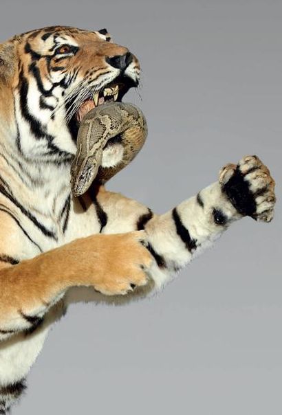 null Tigre (Panthera tigris) Il s'agit de la forme P. t.tigris, tigre royal ou tigre...