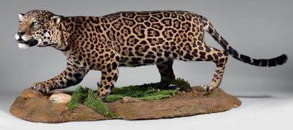 null Jaguar (Panthera onca) Naturalisé entier. CIC: "en attente"