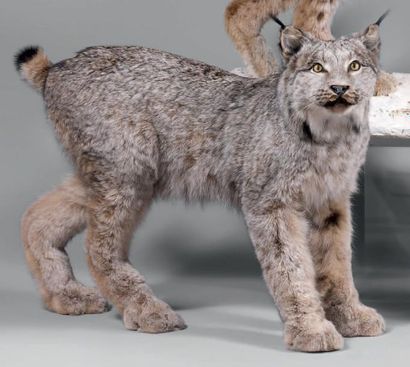 null Lynx gris du Canada (L. l. canadensis) Encore appelé Bobcat localement. Ne diffère...