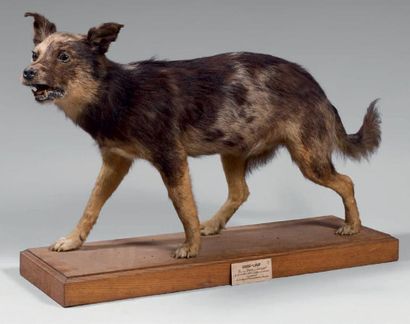 null Animal dénommé "chien-loup" provenant de la collection Gramont "Tué le 17 juillet...
