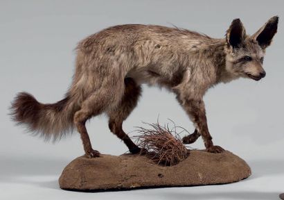null Otocyon (Otocyon megalotis) Ce petit renard à longues pattes se rencontre dans...