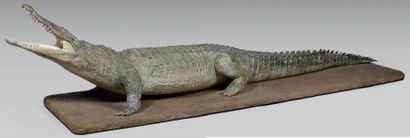null Crocodile du Nil (Crocodylus niloticus) Celui-ci a été capturé en Tanzanie en...