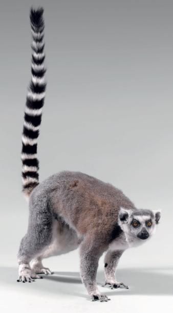 null Lémur ou Maki catta (Lemur catta) Contrairement aux autres Makis, le Maki catta...