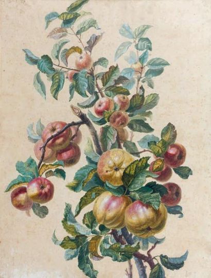 DOUÉ ou DOUET (peintre lyonnais) Branche de pommiers, garnies de leurs fruits et...