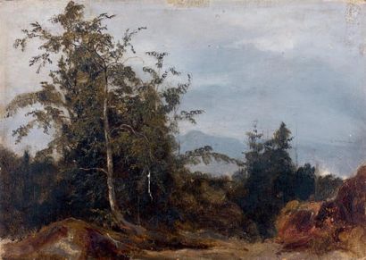 Jules COIGNET (Paris, 1798 - Paris, 1860) Vue prise en forêt (Fontainebleau ?) Huile...