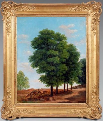 Jean-Victor BERTIN (Paris, 1767 - Paris, 1842) Étude d'arbre Huile sur toile. 46,2...