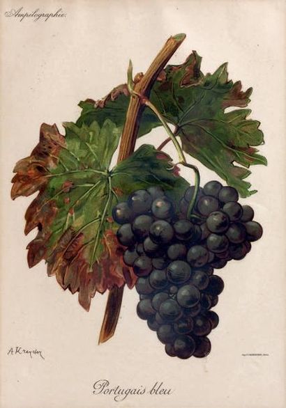 D'après A. KREYDER Suite de treize planches représentant des grappes de raisin, tirées...