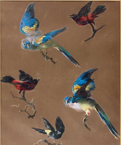 École FRANÇAISE du début du XIXe siècle Études d'oiseaux Gouache. 55,2 x 45,6 cm