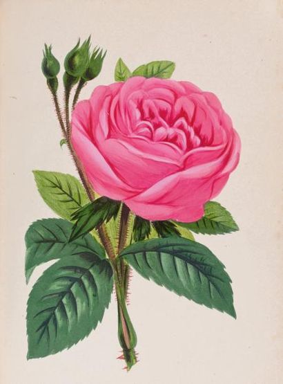 JAMAIN (Hippolyte) et Eugène FORNEY Les Roses. Histoire. Culture. Description. Paris,...
