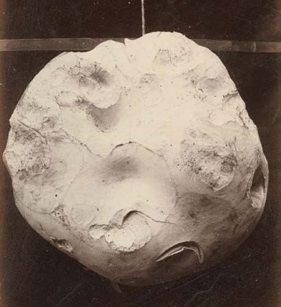 ANONYME Calvatia gigantea (Vesse-de-loup géante). Tirage albuminé, circa 1880. 165...