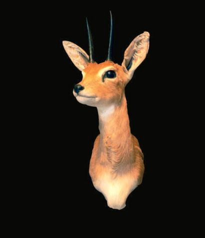 null TÊTE très joliment naturalisée de cette petite antilope sud-africaine.