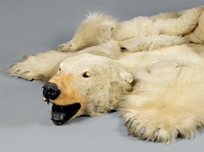 null Ours blanc (Ursus Maritumus, Polar Bear) PEAU TANNÉE souple doublée de feutrine...