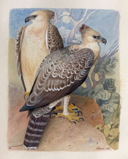 WAHAST (actif au début du XIXe siècle) 
Deux faucons
Aquarelle, signée et datée 1841...