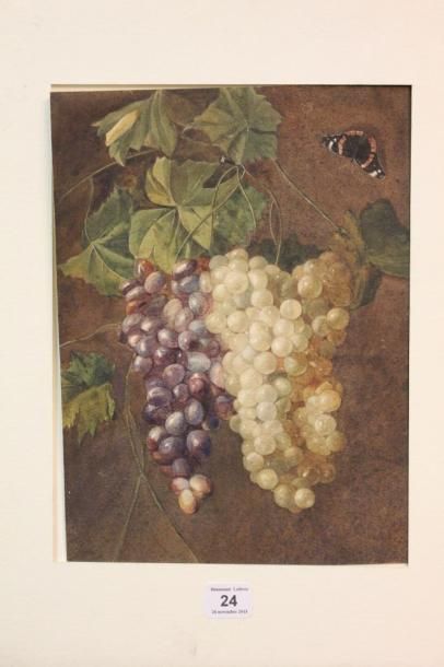 Ecole du XIXème siècle Raisins blancs, raisins noirs au papillon, aquarelle, 21,5...