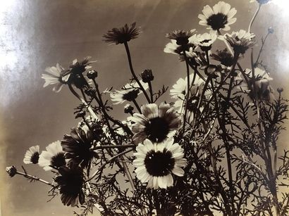 ANONYME (photographe lyonnais?) Étude de fleurs, oeillets, vers 1870
Tirage albuminé...