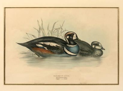 null Huit gravures anglaises en couleurs représentant des canards de différentes...