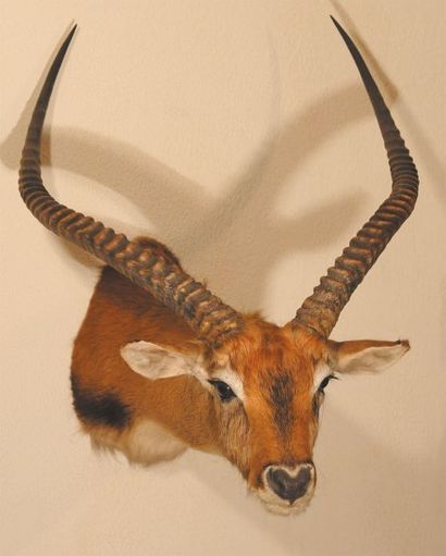 null Lechwe de Kafue K.l.kafuensis (II/B). Cape. Cobe lechwe Kobus leche