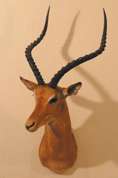 null Impala Aepyceros melampus Cape.