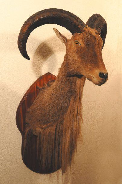 null Mouflon à manchettes Ammotragus lervia (II/B) Cape.