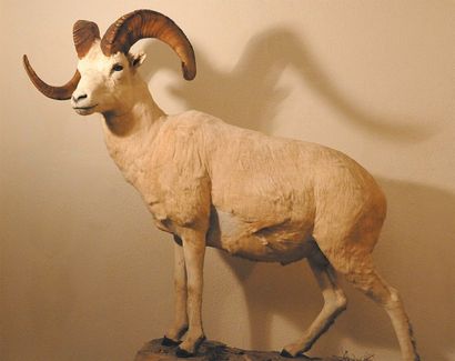 null Mouton de Dall Ovis canadensis dalli Entier : rarissime. Splendide animal dont...