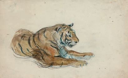 Attribué à Ernest ROUART 
Étude de tigre
Aquarelle sur traits de crayon.
14 x 22,5...