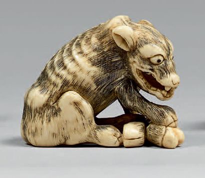 JAPON - Fin de l'époque Edo (1603-1868) Netsuke en ivoire, loup assis s'apprêtant...