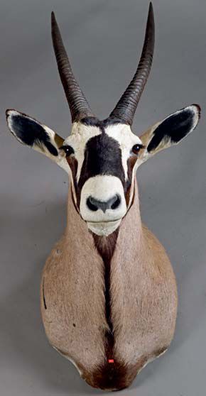 null Oryx gemsbok (Oryx gazella) (CH)
Tête en cape.