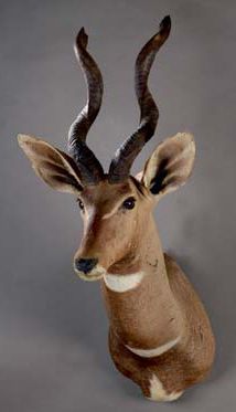 null Petit koudou (Tragelaphus imberbis) (CH)
Tête en cape.