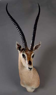 null Gazelle de Grant (Gazella granti) (CH)
Tête en cape d'un beau spécimen avec...