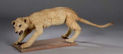 null Lion d'Afrique (Panthera leo) ou (Felis leo) (II/B) pré-convention.
Spécimen...
