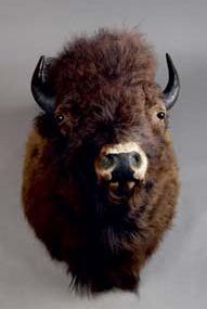 null Bison d'Amérique (Bison bison) (NR)
Magnifique tête en cape d'un grand mâle,...