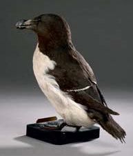 null Pingouin torda (Alca torda) (CE)
Spécimen présenté sur socle en bois avec étiquette...