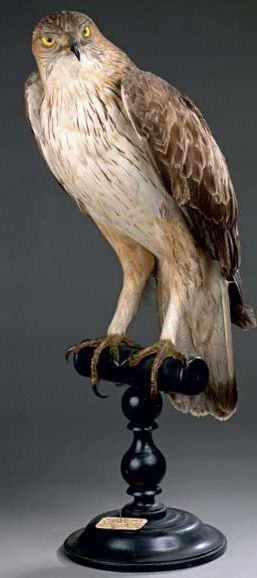 null Aigle de Bonelli (Hieraaetus fasciatus) (II/A-CE)
Spécimen mâle présenté sur...