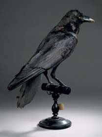 null Grand corbeau (Corvus corax) (CE)
Spécimen présenté sur socle type muséum avec...