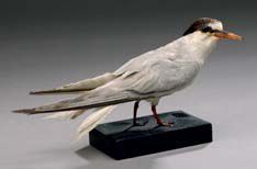 null Sterne naine (Sterna albifrons) (CE)
Spécimen en plumage nuptial présenté sur...