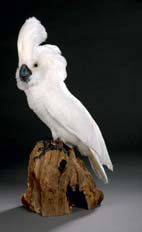 null Cacatoès blanc (Cacatua alba) (II/B) bagué.
Beau spécimen présenté sur souche.
Pour...