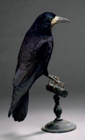 null Corbeau freux (Corvus frugilegus) (CH)
Spécimen naturalisé vendu sans socle...