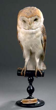 null Chouette effraie (Tyto alba) (II/A-CE)
Spécimen présenté sur socle type Muséum...