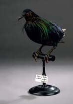null Pigeon de Nicobar (Caloenas nicobarica) (I/A)
Spécimen ancien naturalisé avec...