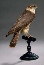 null Faucon émerillon (Falco columbarius) (II/A-CE)
Spécimen présenté sur socle type
Muséum.
Conformément...