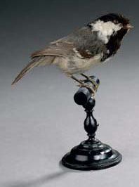 null Mésange noire (Parus ater) (CE)
Spécimen présenté sur socle type
Muséum avec...