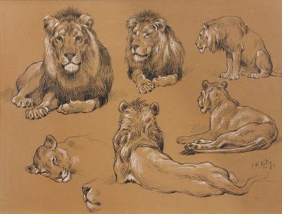 George Frédéric RÖTIG (1873-1961) Études de lions, 1910 Dessin au crayon noir rehaussé...
