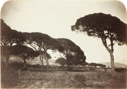 Cercle de Charles NÈGRE (1820-1880) Pins parasols dans les environs de Cannes, circa...