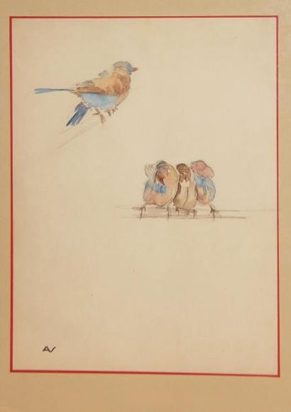 André NIVARD (1880-1969) Lot d?aquarelles ou dessin: études de graminés, oiseaux,...