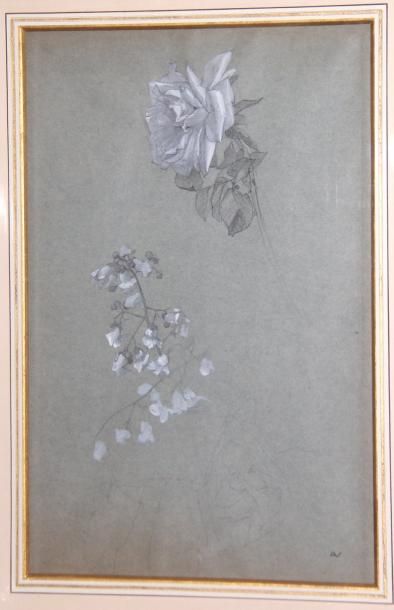 André NIVARD (1880-1969) Etude de fleurs, trois dessins Mine de plomb 49x32 cm