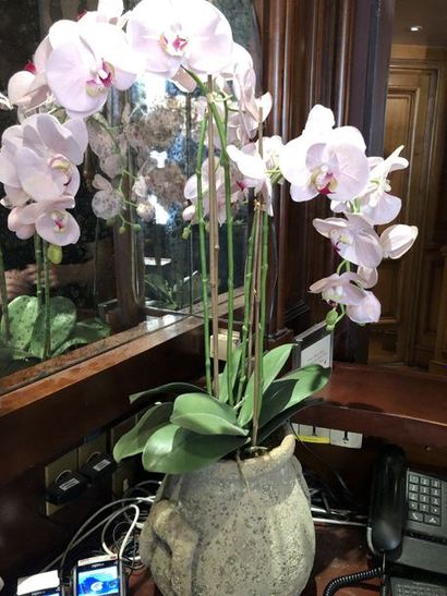 null Pot de fleurs en terre cuite façon antique à deux anses garni d'orchidées p...