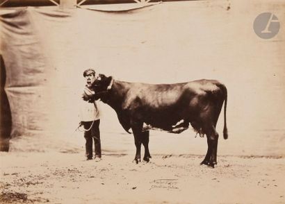 null Adrien Tournachon, dit Nadar Jeune 
(1825-1903)
Vache flamande, 1856.
Épreuve...